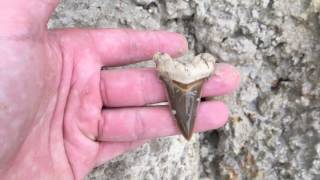The Hardest Thing About Shark Tooth Hunting is Controlling the Addiction