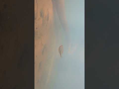 gaint danio fish in the wild | tropical fish | naturalaquarium | #shorts #danio #gaintdanio #fishing