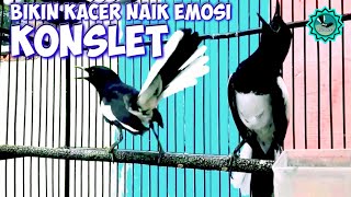 Download lagu 100%Dijamin KACER GACOR CARI LAWAN DENGAR KACER KONSLET ISIAN MEWAH,PANCINGAN KACER GACOR FULL ISIAN mp3 Download lagu 100%Dijamin KACER GACOR CARI LAWAN DENGAR KACER KONSLET ISIAN MEWAH,PANCINGAN KACER GACOR FULL ISIAN mp3