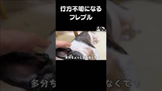 "The missing French Bulldog" 　　#shorts #animals #frenchie