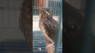 Download lagu Anak murai batu trotol jantan mp3 Download lagu Anak murai batu trotol jantan mp3