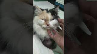 Download lagu aminnn#cat #anabul #kucinglucu #oyen #persian mp3 Download lagu aminnn#cat #anabul #kucinglucu #oyen #persian mp3