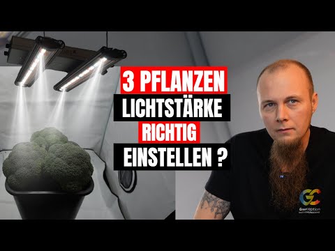 Cannabis Anfänger Leitfaden Welche Lichtstärke in welcher Kulturphase für  die besten Ergebnisse .