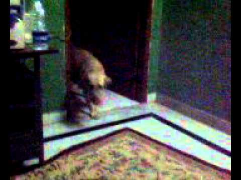 Daisy going crazy on the new toy.avi