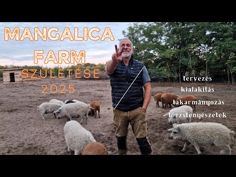 Mangalica farm születése 2025.