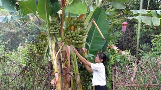 Harvesting bananas in the garden. Growing potatoes, taking care of livestock | Sơn Thôn