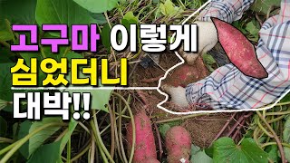 한달뒤 수확할 고구마 살짝 캐보았더니 대박!! 고구마수확전 중간점검