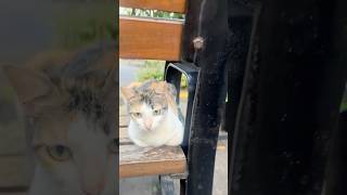 茶色いベンチ / Brown bench / bangku coklat / #cat #kucing #猫 #野良猫 #jakarta #indonesia