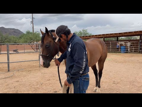 AZHT: Backing your Horse up on a Soft Feel
