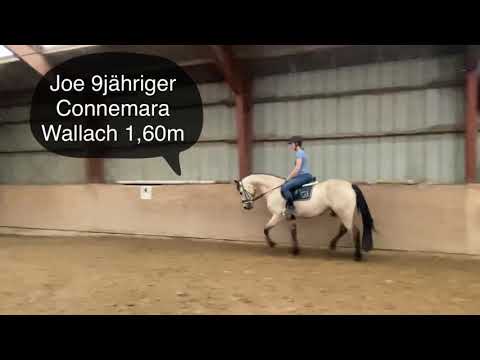 Verkauft Connemara Zuverkaufen