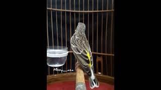 Download lagu BLACKTHROAT GACOR mp3 Download lagu BLACKTHROAT GACOR mp3