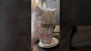 ずっーとお水を飲み続けるかわいい猫♡ #cat #にゃんグラム #モジャ #ねこ動画 #ねこ #cutecat #cute #かわいい猫