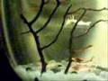 ECO No Ke Ano Ahiahi SPHERE
