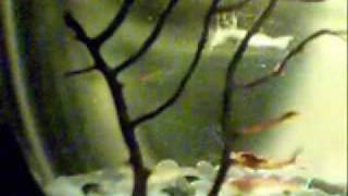 ECO No Ke Ano Ahiahi SPHERE