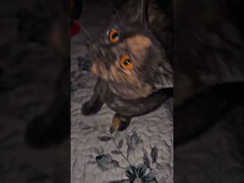 Luka wants to play 😎