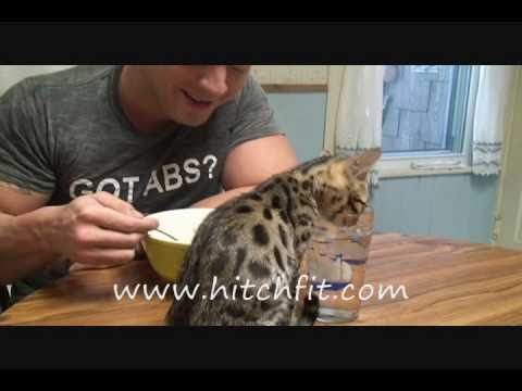 Bengal Cat Frankie Dux Eating his morning oatmeal