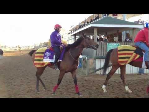 Goldikova Goes for a Morning Stroll
