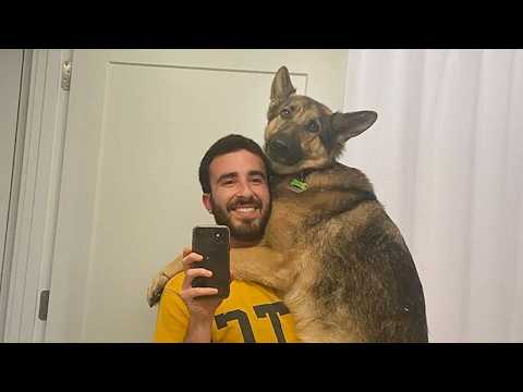 Quand on a un chien en velcro dans sa maison Vidéos drôles de chiens et d'humains
