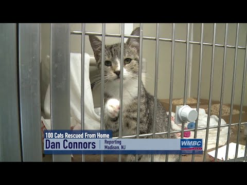 NJ Madison 100 Cats Rescued From Home