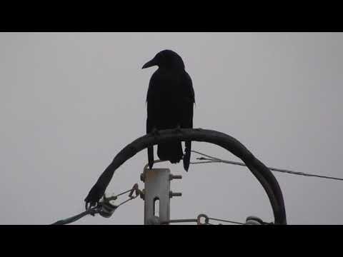 Ｅ0235　団地の公園そばの電柱にハシボソガラス　Carrion crow on a utility pole near the park in the housing complex