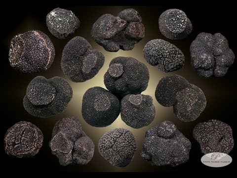 La Truffe Noire e seus Terroirs Français!