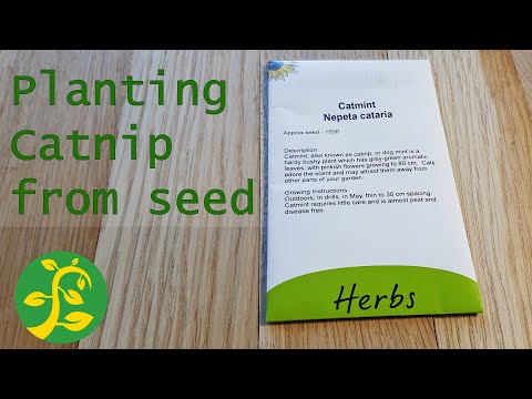 Planting Catnip from seed