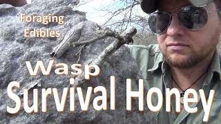 Survival Honey -Foraging Honey Wasp-