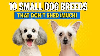 TopTenz: 10 Small Dog Breeds That Don’t Shed Small Non Shedding - Animal Facts