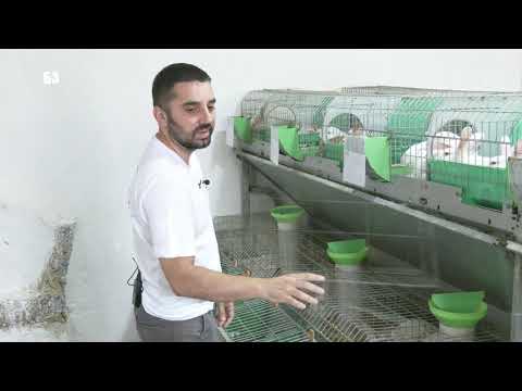 ULTRA MODERNA a mala  FARMA KUNIĆA  - sta sve nismo znali o RASAMA - NEKE SU HIBRIDI ?!