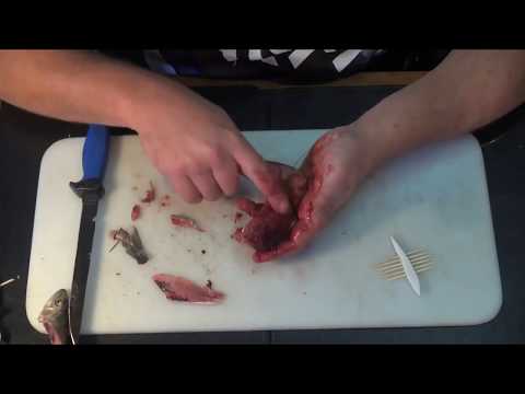 BAITS   Sardine Fillet & Bloody Bomb Bait for Kob  -  طريقة الصحيحة لتطعيم السردين في السنارة