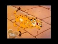 Timon Pumbaa Episode No Good Samaritan Clip