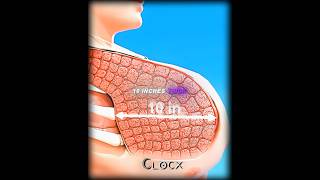 Download lagu Can a muscle stop a bullet..?-Whitebeard edit | no batidão (slowed)  #shorts #onepiece mp3