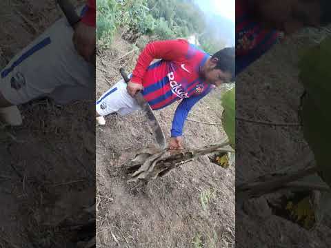 esto es en mi emosa tierita en la provincia de Zamora Chinchipe cantón Palanda #sorpresa