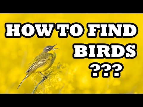 How To Find Birds To Photograph? Best Tips For Location Scouting For Bird Photography Tutorial