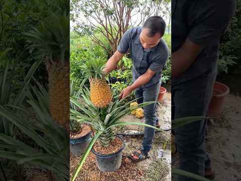 Growing Golden Diamond Pineapple in Pots #farmingtech @RomFarm