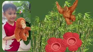 3V Exit Point Rainforests Term 1A 2025-26| 3V Khám Phá Thế Giới Rừng Nhiệt Đới Kỳ 1A Năm học 2025-26