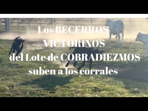 LOS BECERROS VICTORINOS y además son del lote del Toro COBRADIEZMOS suben a los corrales