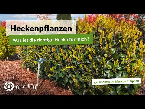 The perfect hedge (evergreen or fast-growing?): Characteristics of different hedge plants