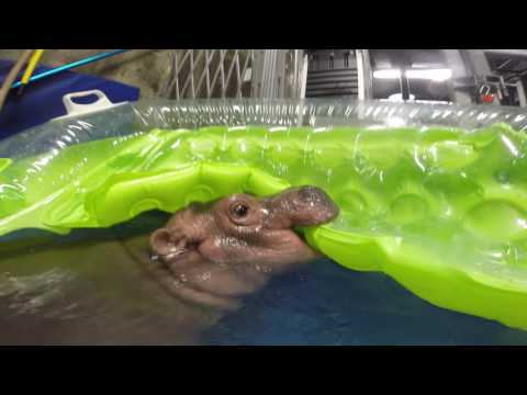 Baby Hippo Fiona in her Exercise Pool at Cincinnati Zoo