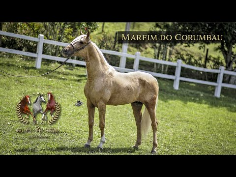 Lote 01 - Marfim do Corumbau