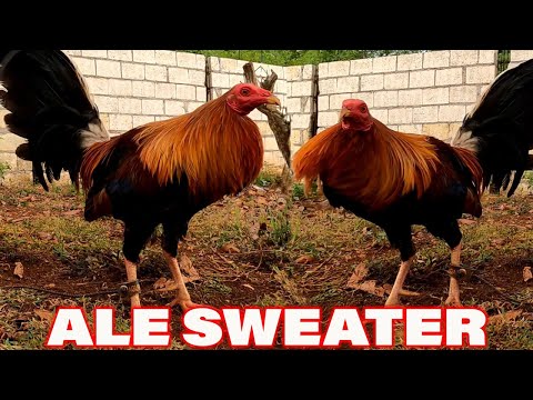 Beautiful Birds SWEATER KELSO GILMORE HATCH - Ale Farm San Isidro