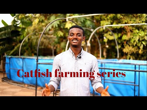The Catfish Farming Series - All You Need To Know
