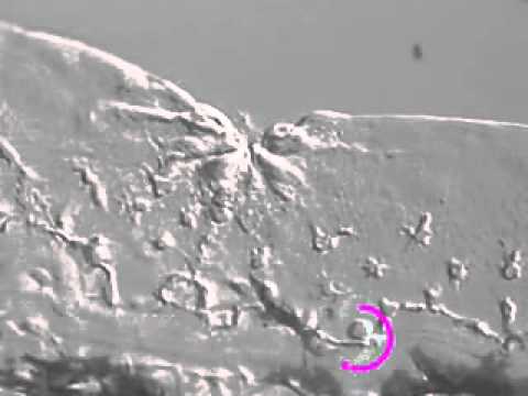 Lymphocyte Activation and Signaling