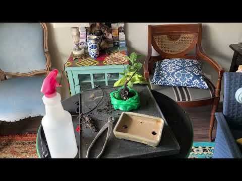 The Bonsai Balcony: Part One Yard collected Oak.