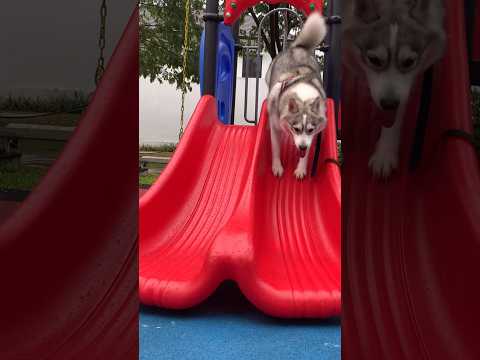 SIBERIAN HUSKY MEMANG NAKAL #shorts