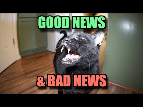 Talking Kitty Cat 63 - Good News & Bad News