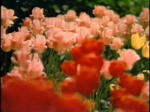 Wednesday 14th April 1982 BBC2 - Newsnight - Call My Bluff - Whistle Test - Closedown - Music