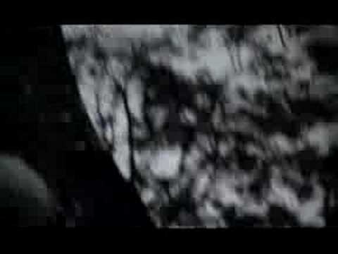 THE STILLS "Lola Stars And Stripes"