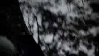 THE STILLS "Lola Stars And Stripes"