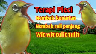 Download lagu Terapi Pleci Tembakan kenari wit wit tulit tulit Masteran pleci Nembak roll panjang mp3